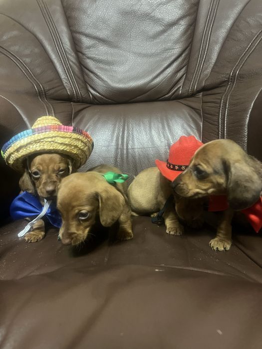 Такси молочний шоколад та мрамор  карлики