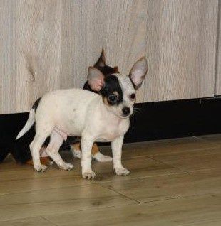 Chihuahua piesek