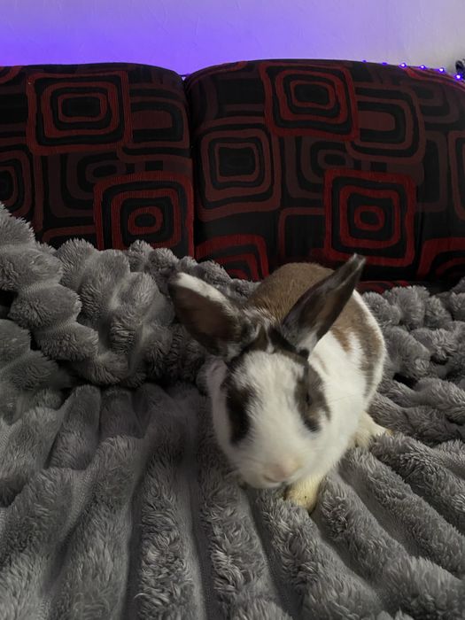 кролики декоративні