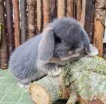KIT Coelhos anões orelhudos, mini lop super inteligentes e brincalhões