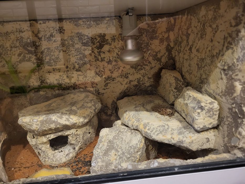 Terrarium dla gekona