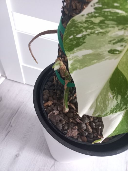 Monstera variegata + ...