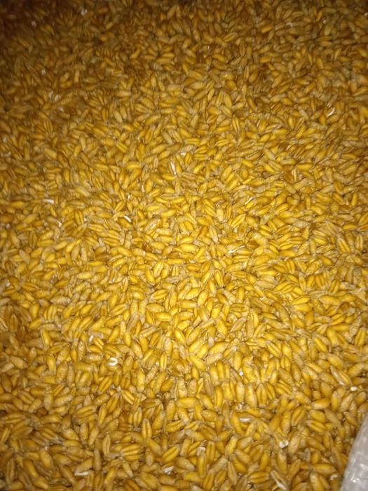 Sprzedam zboże: pszenica ozima, jęczmień ozimy, pszenżyto ozime