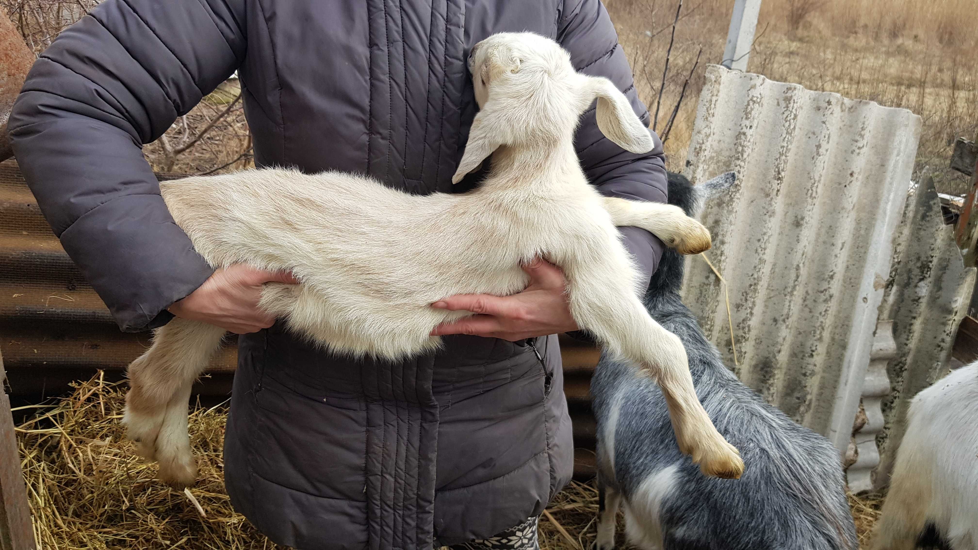 Нубійські, альпійські і зааноальпійські козинята