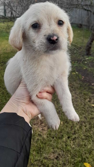 Шукаємо родину для маленького хлопчика