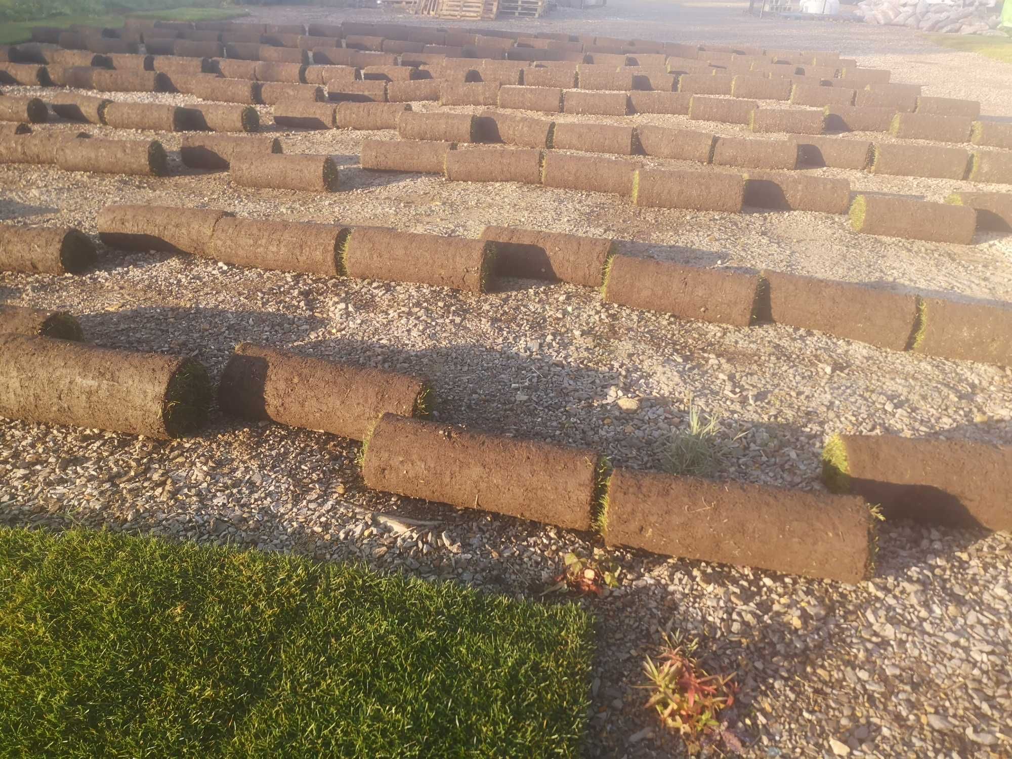 Trawa w rolce PREMIUM na dziś, od jednego metra