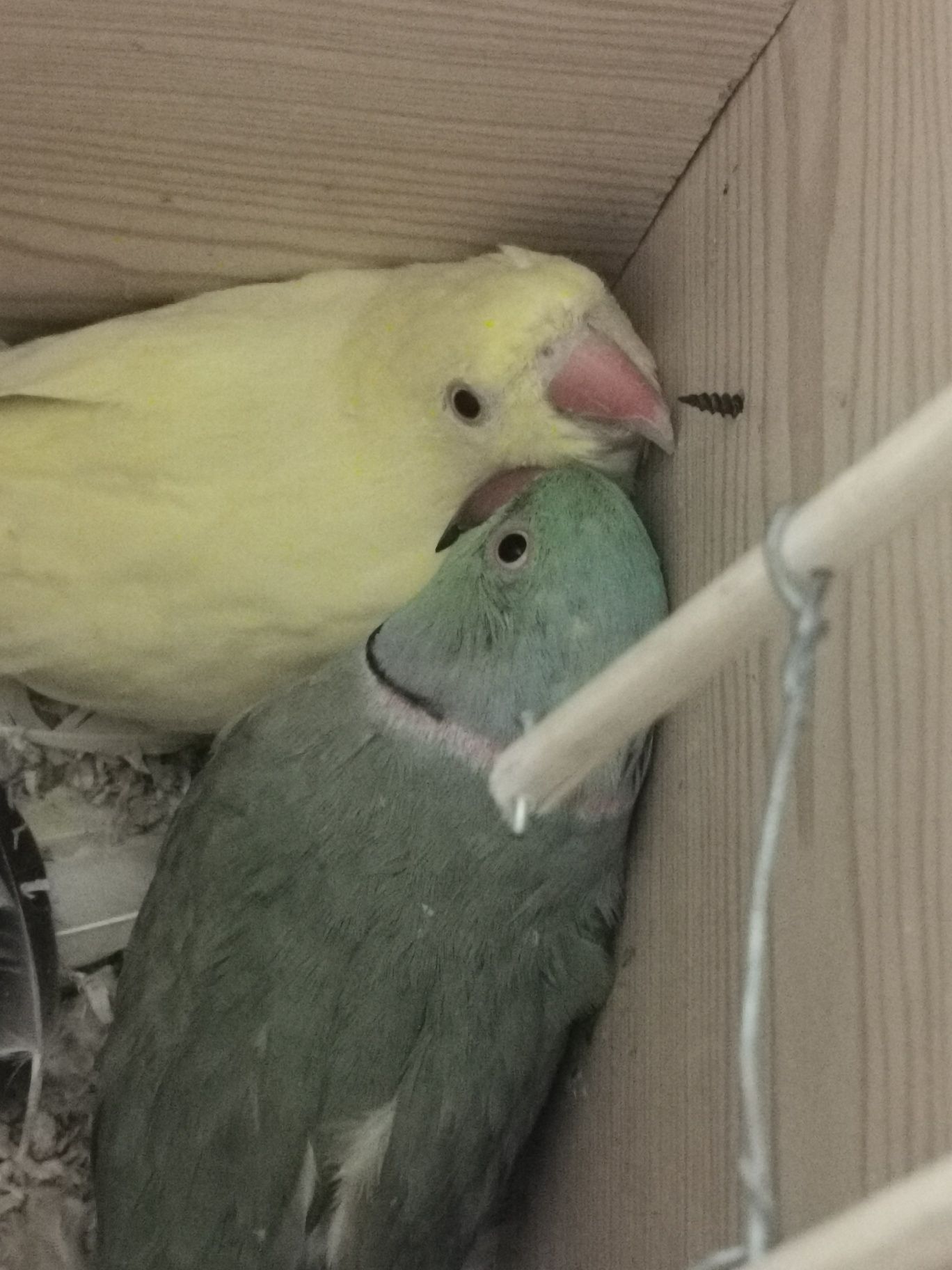 Vendo casal de ring neck  sem anilhas