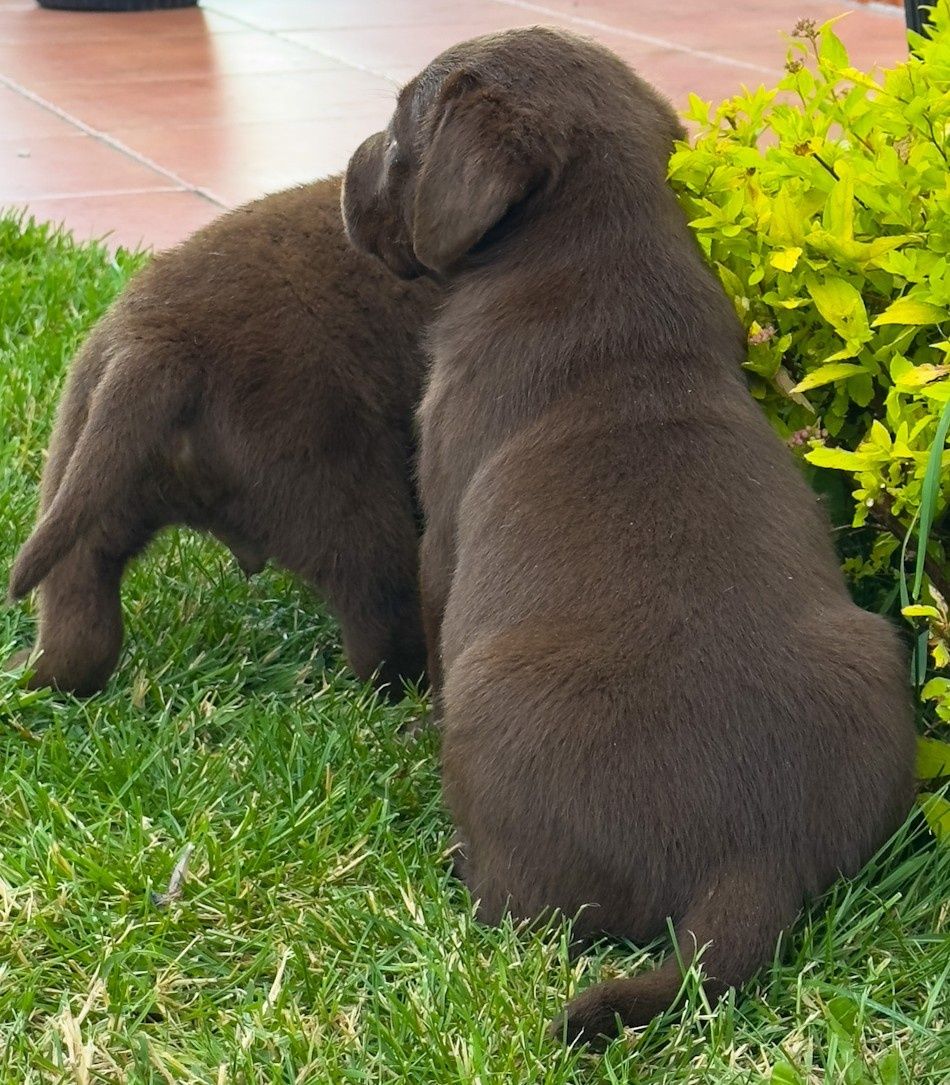 Śliczny labrador już do odbioru!!