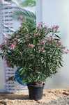 Nerium oleander – oleander