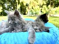 Maine Coon piekna niebieska kotka z rodowodem