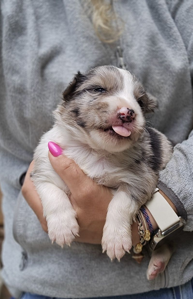 Border Collie suczka