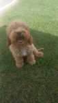 Cockapoo suczka.
