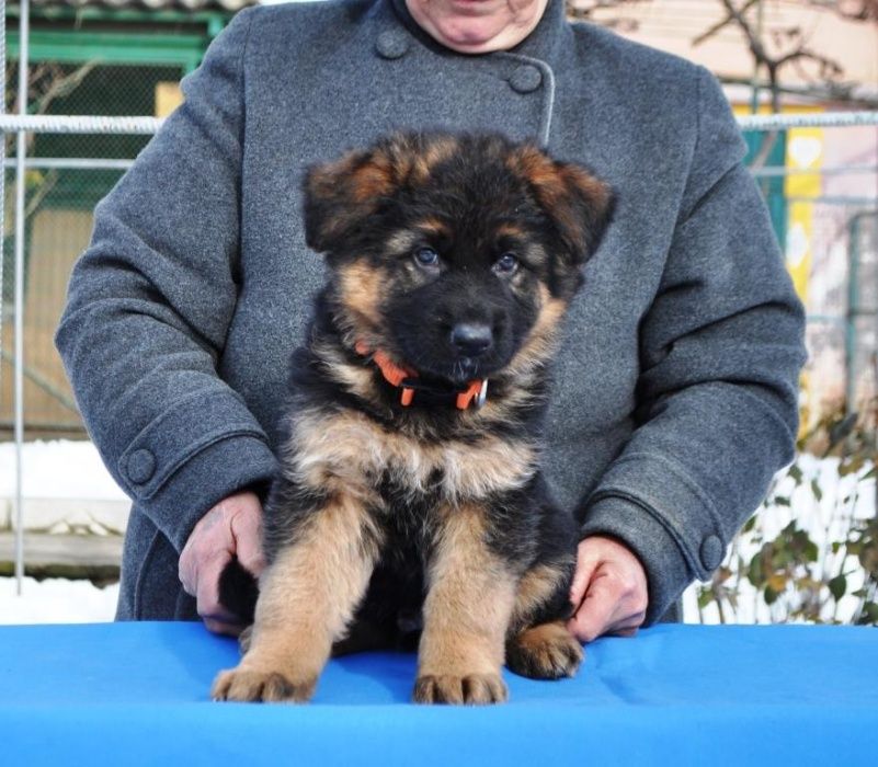 Длинношерстные щенки, КСУ