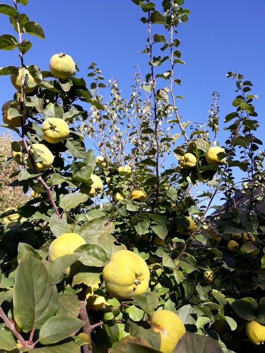 Pigwa jabłkowa ekologiczna prosto z drzewa