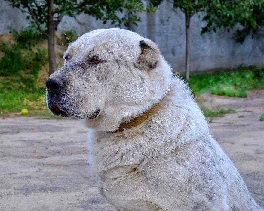 Кобель алабая для в'язок