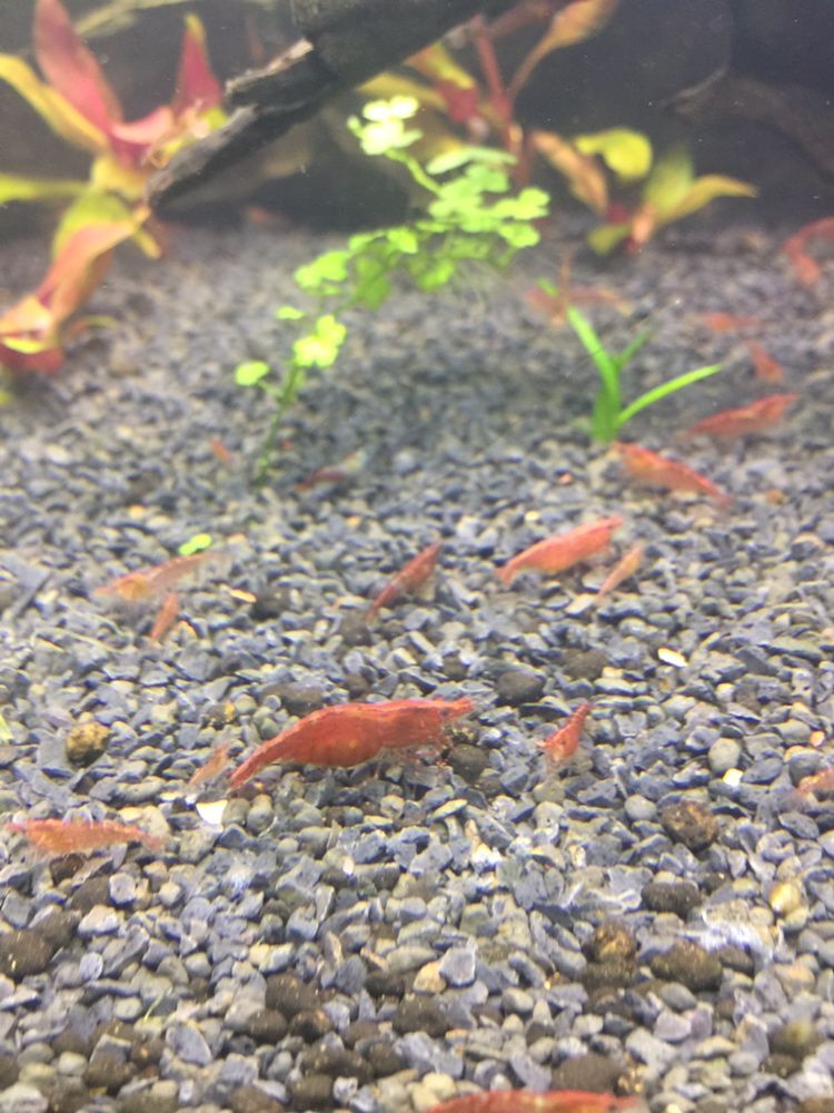 Neocaridina redcherry