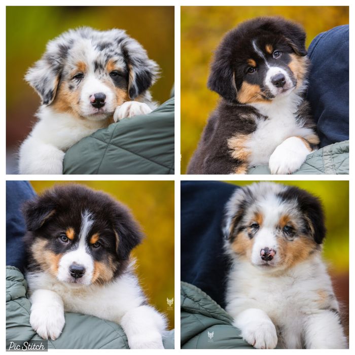 Цуценята Австралійської Вівчарки (ауссі) - хлопчики