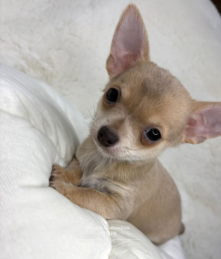 *GOTOWY DO ODBIORU* Chihuahua piesek