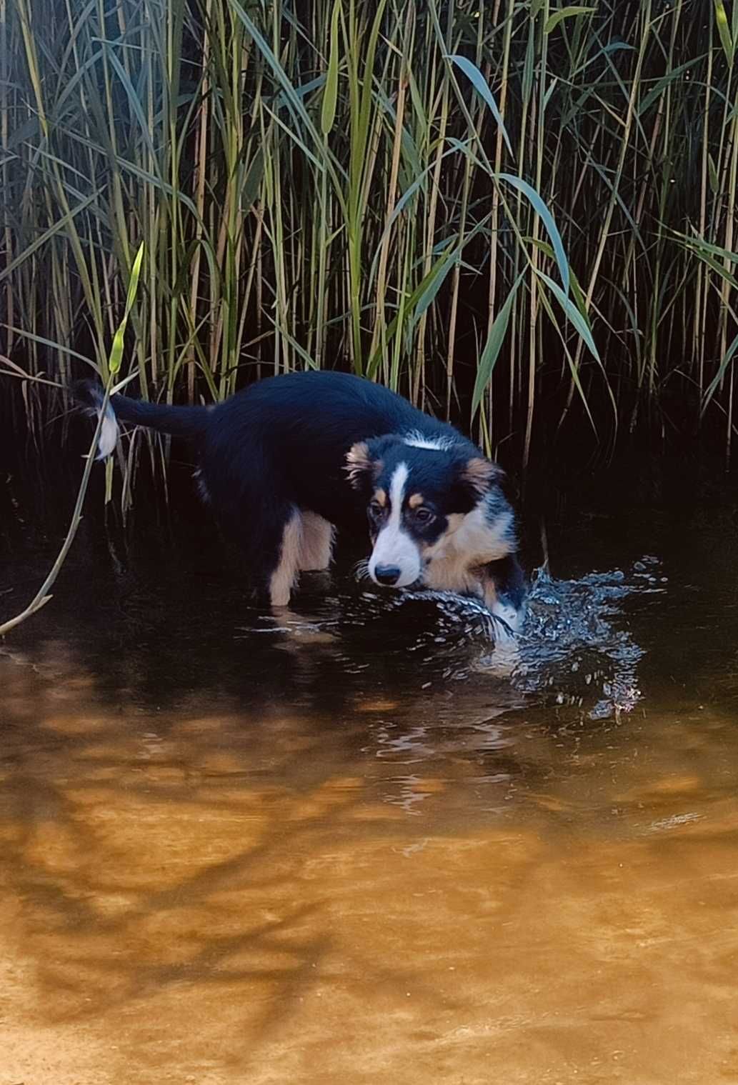 Border collie suczka