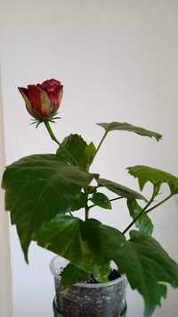 Гібіскус ( Китайська троянда), махрова, червона, квітне