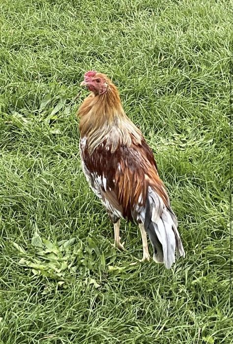 Koguty 5 miesięczne