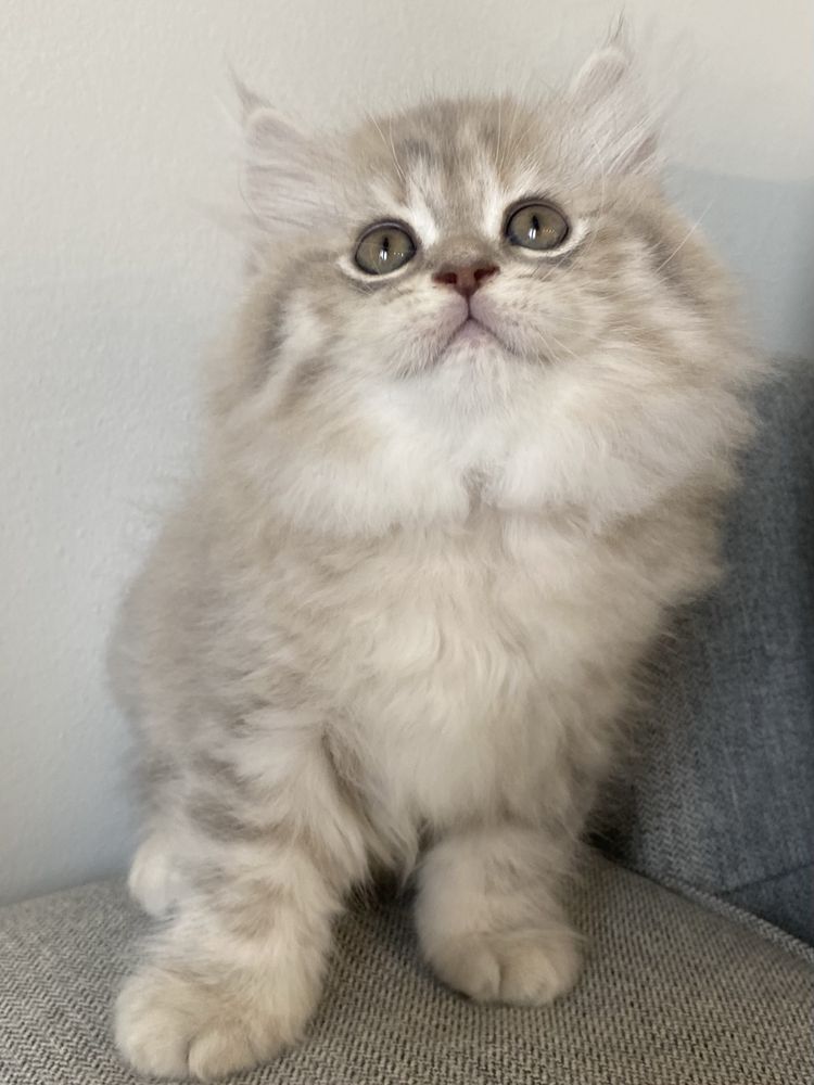 British Longhair