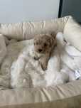 Maltipoo samiec mini tata pudel toy FCI badania genetyczne