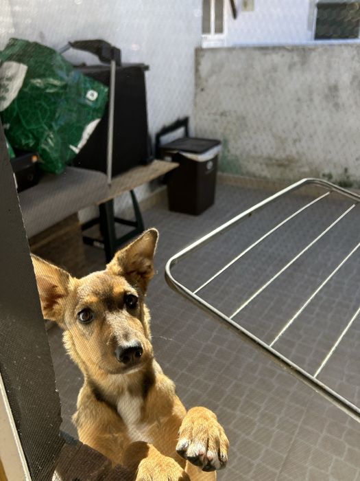 Filhote para adoção