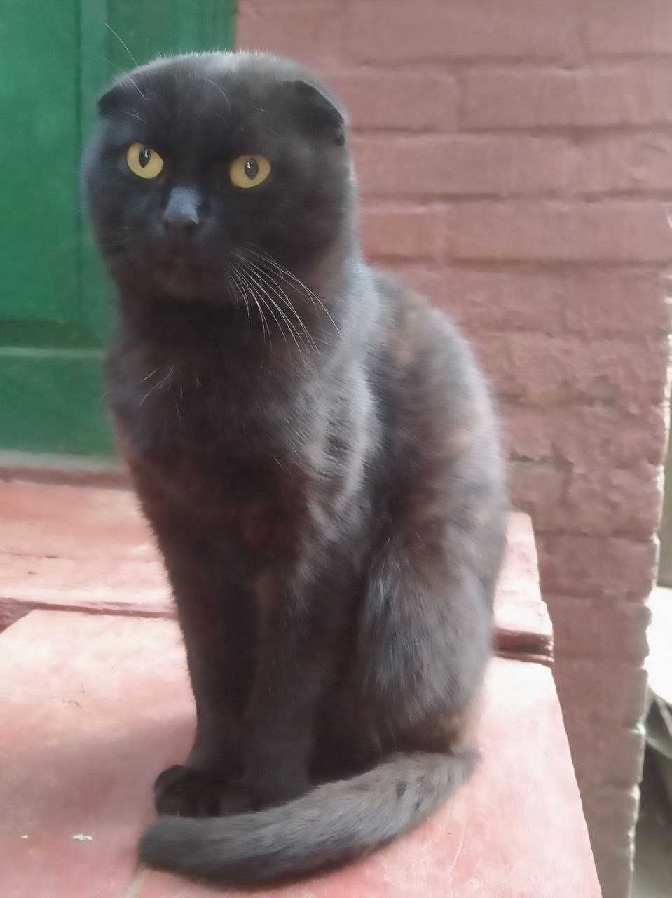Кошенята/Коти/Котенята/котята