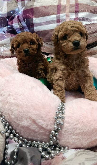 Пудель той мініатюра дівчата