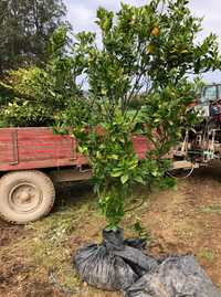 Laranjeiras com 5 anos a dar fruto