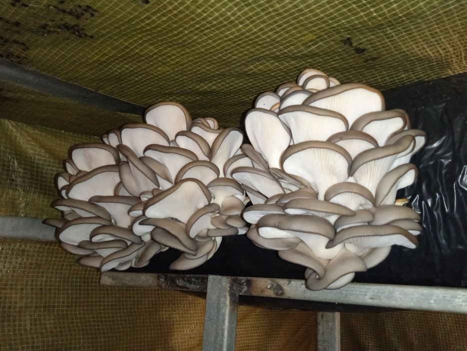 Продам грибные блоки вешенки