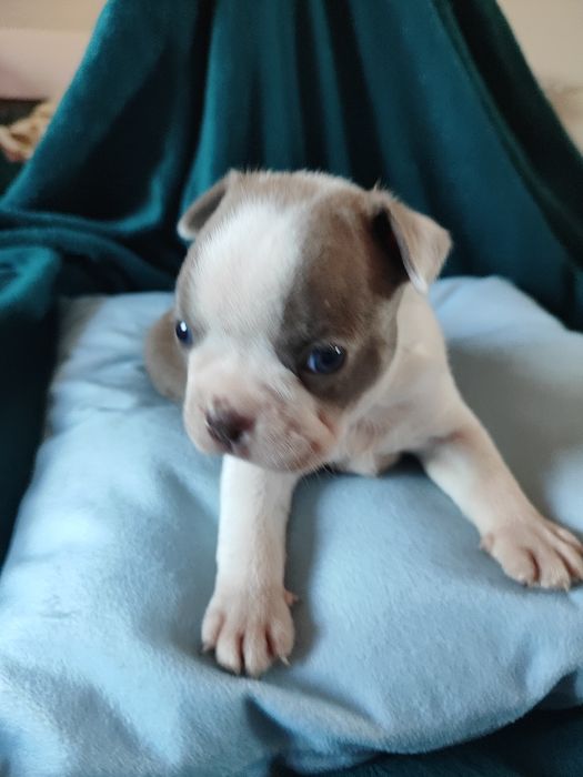 Boston Terrier chłopiec