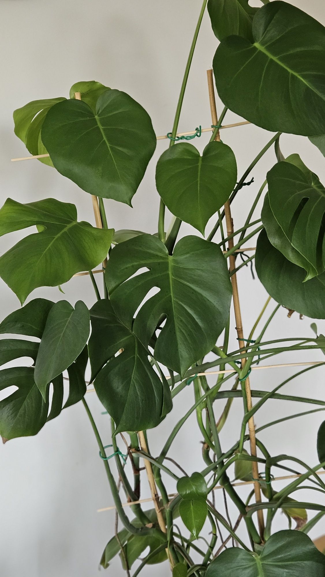 Monstera dziurawa duża