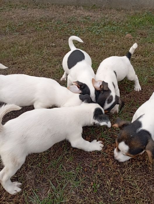 Szczeniaki Jack Russell Terrier