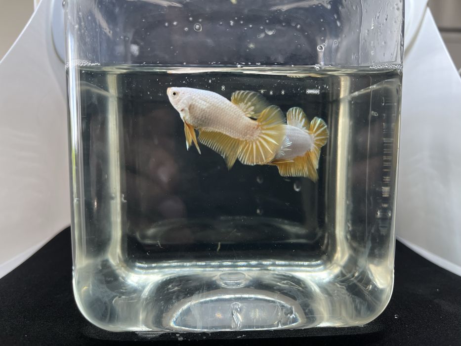 Machos betta splendens