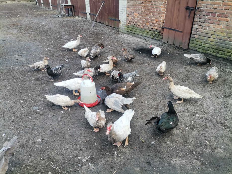 Kaczki francuskie pełno barwne