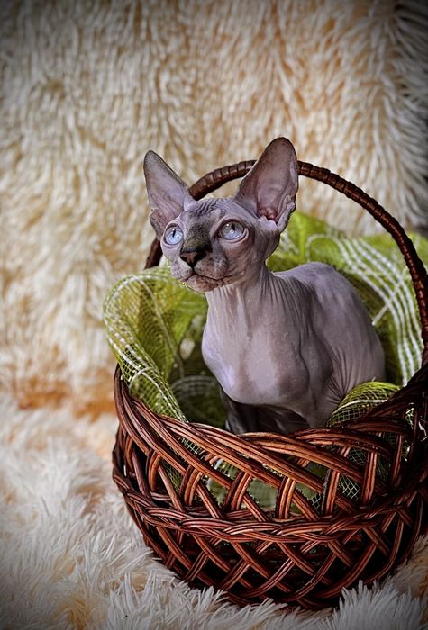 Канадський сфінкс родовід WCF клуб документи доставка закордон