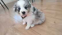 Suczka Border Collie Blue Merle z rodowodem
