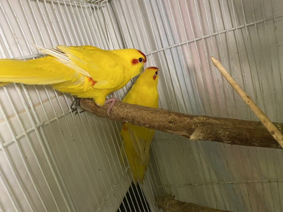 Попугай Какарик, желтые какарики