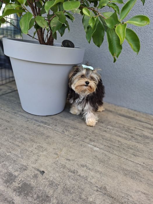 Z PASZPORTEM, mini mini Mikey, maleńki chłopiec Yorkshire terrier