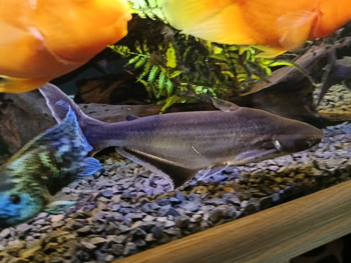 Sum rekini panga rybka 25 cm