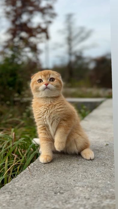 Кошенята висловухі пор шотландські фолд золота шиншила пор висловух а