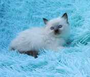 Kocurek ragdoll seal point