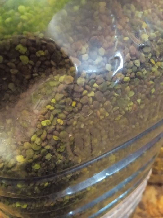 Бджолиний пилок з власної пасіки