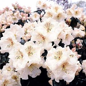 Рододендрон и азалия саженцы