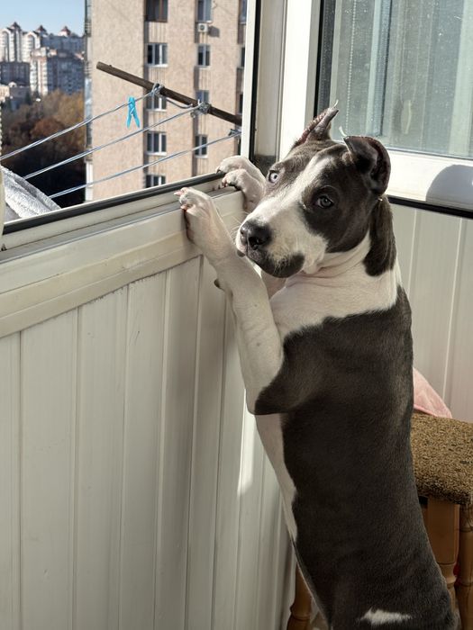 Амстаф 6 місяців,зроблені всі прививки,документи є