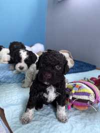 Lagotto Romagnolo ( brazowa dziewczynka)