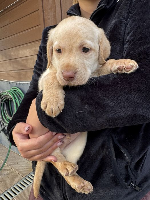 Labrador magnífico,