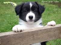 Border Collie  ZKwP FCI - suczka czarno biała